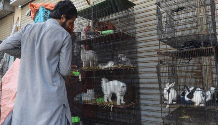 pakistan coronavirus,pakistan cats rabbits dogs died,pakistan cats died,coronavirus,pakistan news,news,world news