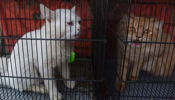 pakistan coronavirus,pakistan cats rabbits dogs died,pakistan cats died,coronavirus,pakistan news,news,world news
