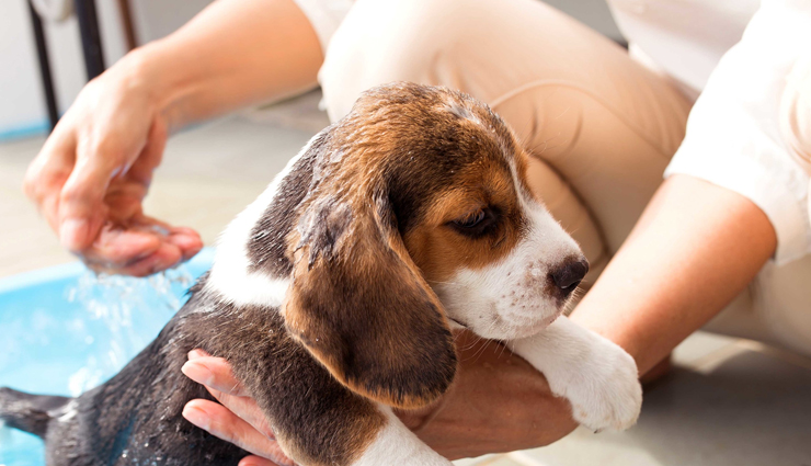 remove pet hair from your house,tips for removing pet hair,household tips,home decor tips,home cleaning tips