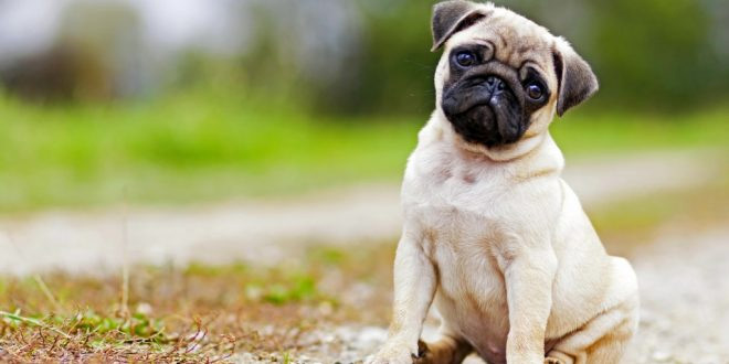 dog has to repay loan of family ,जर्मनी, पालतू कुत्ता, कुत्ते को चुकाना पड़ा कर्ज, डेब्ट कलैक्टर