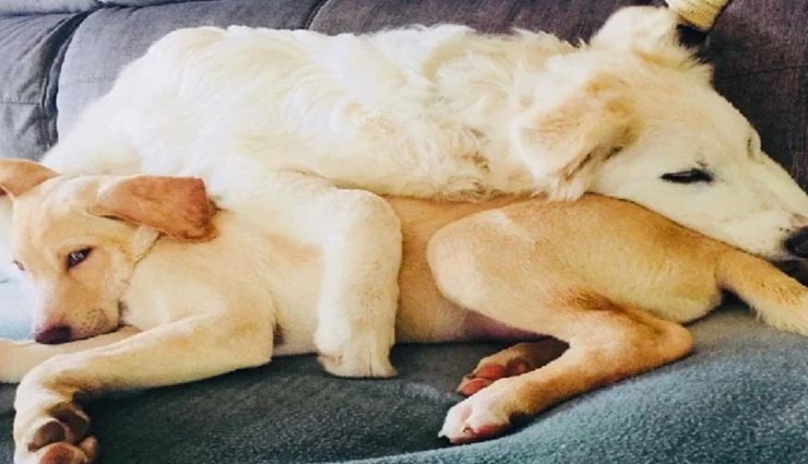 weird news,weird incident,north korea,dictator kim jong un,pet dogs