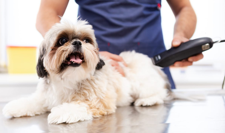 tips for pet grooming,pet grooming,pet care during summer,pet tips