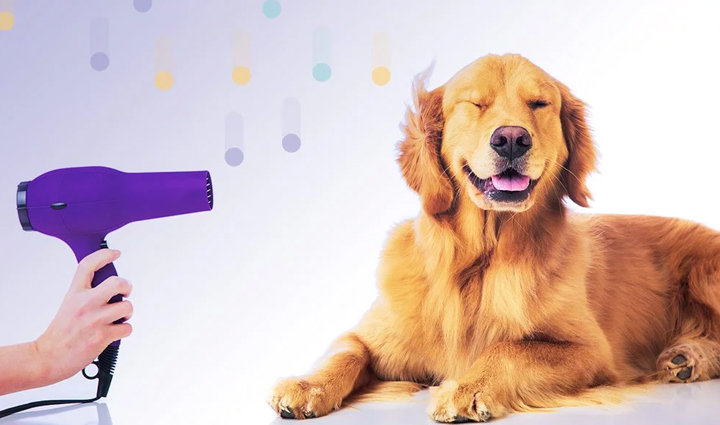 tips for pet grooming,pet grooming,pet care during summer,pet tips