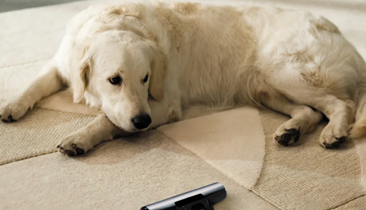 Tips To Remove Pet Hair From Your House