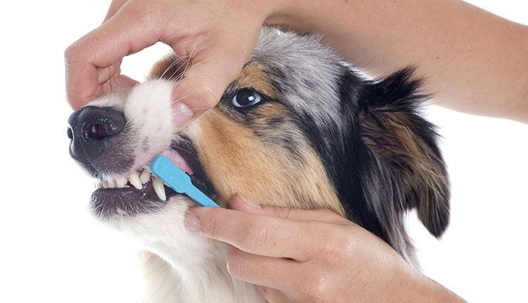 healthy hygiene with your pets,pets care tips,pets grooming tips,pets hygiene tips,household tips