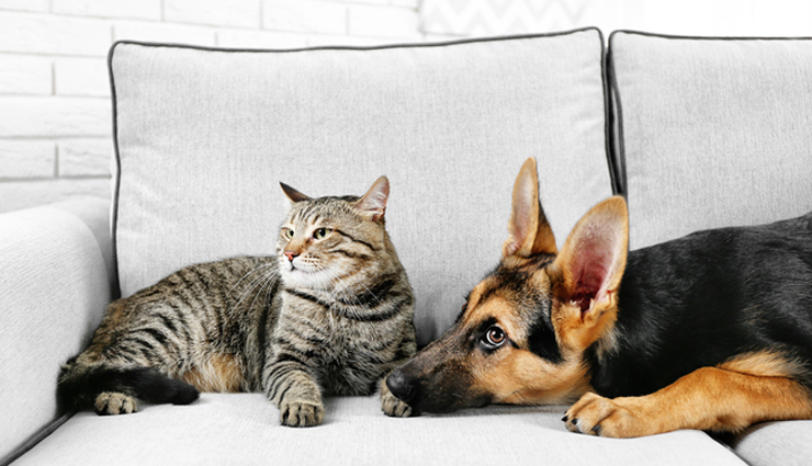 healthy hygiene with your pets,pets care tips,pets grooming tips,pets hygiene tips,household tips