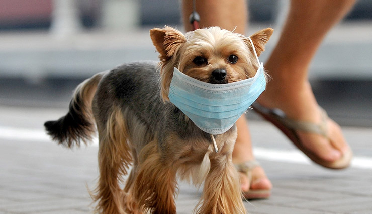 coronavirus,dogs and cats,coronavirus,cat and dogs,coronavirus news,weird news