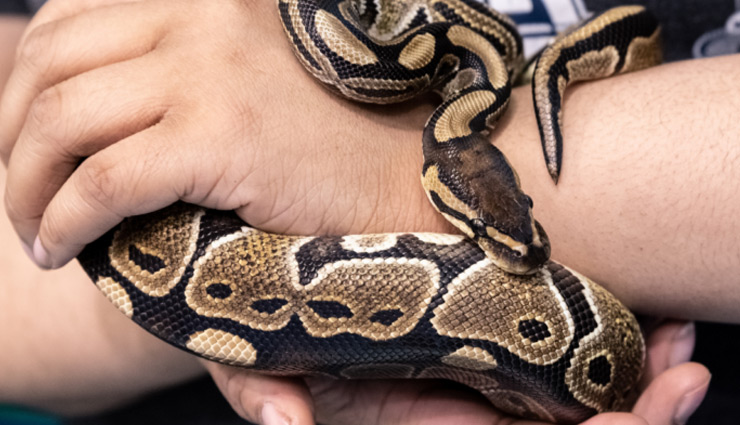 weird news,man,snake,bitten,toilet sheet,omg news