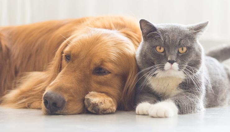 घर में जानवर रखने से भी जुड़ा हैं वास्तु, आइये जानें 