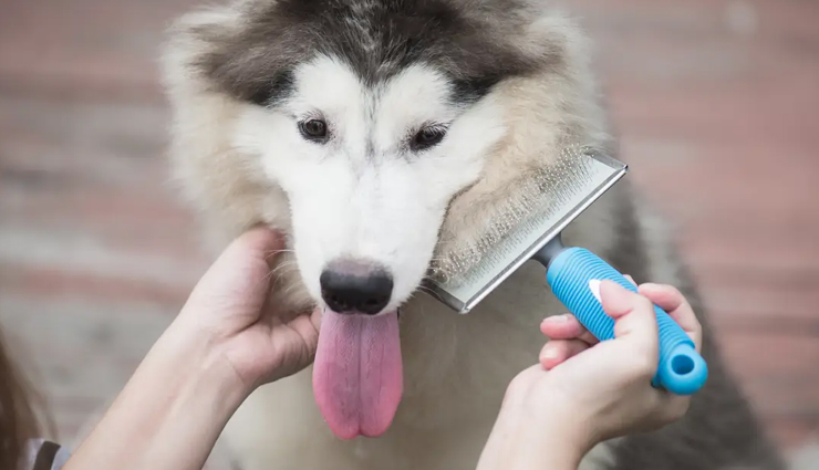 pets,pets care tips,hygiene habits pets