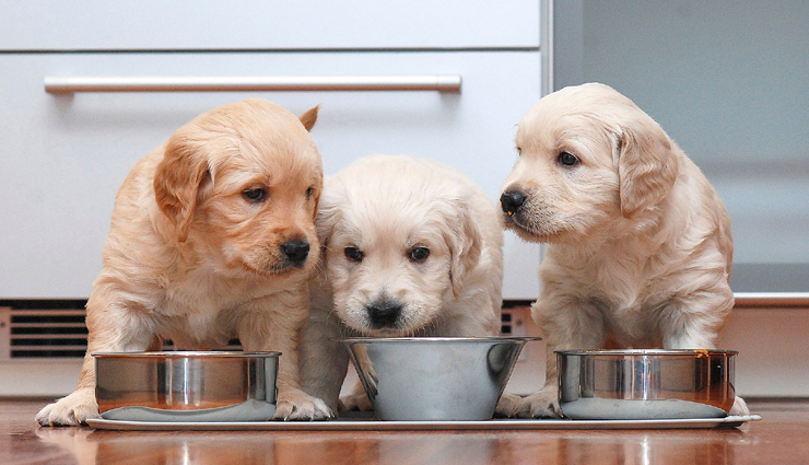 pets,pets care tips,hygiene habits pets