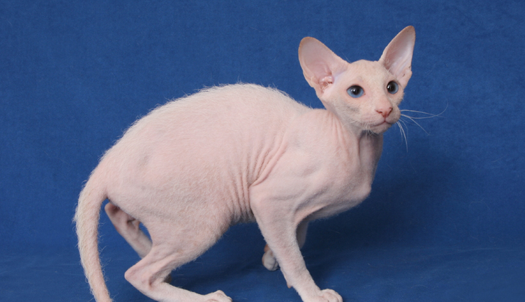 cat breeds,weird cat breed,cat,wild cat,holidays