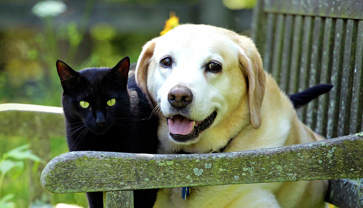 how on pets can bring good luck,pets astrology,how pets attract good vibes,how pets bring prosperity