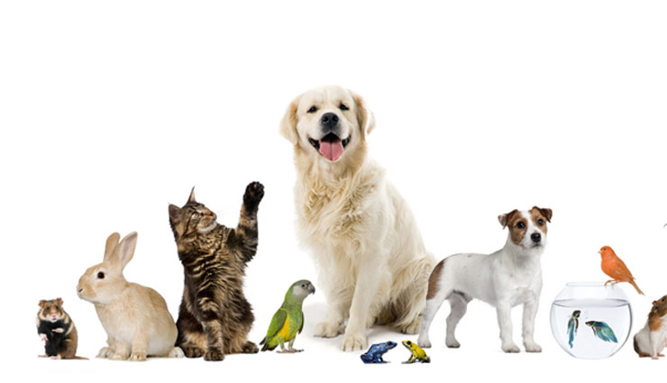 Wild animals as pets essay. Pets background. Pets on the picture. Animals and Pets Single. Group of Pets.