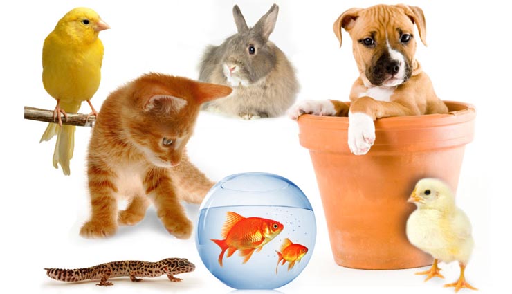 pets in house,animals,relationship