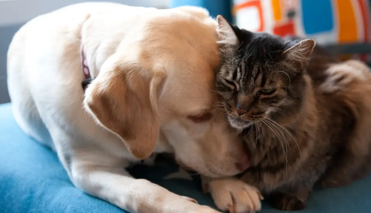 owning a pet,health benefits owning a pet,pets,Health,Health tips