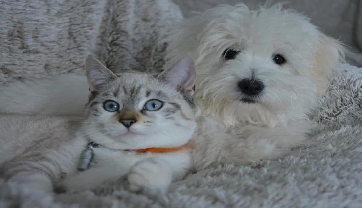 weird news,weird incident,cat serial killer,britain