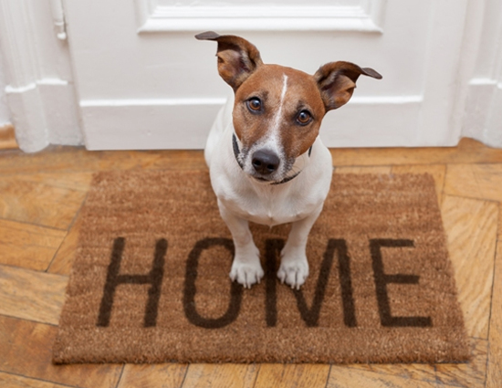 कौन सा जानवर पालना घर के लिए है शुभ 