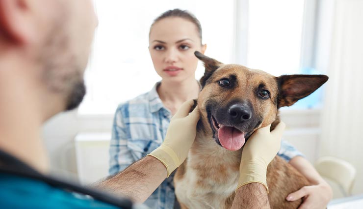 home tips,pets care tips,pets on diwali