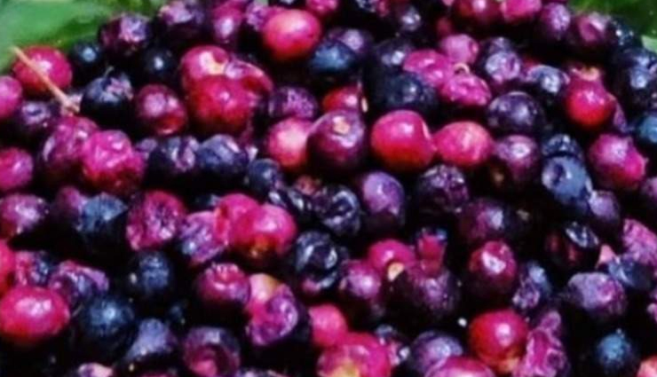 phalsa health benefits,summer fruit benefits,phalsa fruit benefits,phalsa nutrition,phalsa for hydration,antioxidant-rich phalsa,digestive health and phalsa,phalsa for immune system,phalsa for blood pressure,phalsa for skin health,phalsa for energy,phalsa for urinary tract health,cancer-fighting phalsa,iron-rich phalsa,cooling phalsa