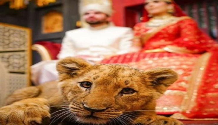 फोटोशूट के लिए पाकिस्तानी जोड़े ने शेर के बच्चे को दिया ड्रग्स, सोशल मीडिया पर मचा बवाल