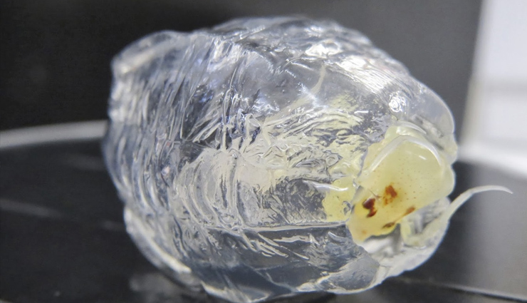 have you seen these 10 amazing transparent animals,unique animals in the world,transparent animals in the world,amazing animals in the world,must see animals in the world