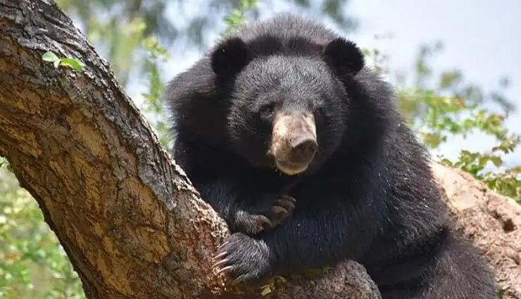 national parks in bhutan,wildlife sanctuaries in bhutan,bhutan natural wonders: national parks and wildlife sanctuaries,explore bhutan national parks and wildlife sanctuaries,nature retreat: national parks and wildlife sanctuaries in bhutan,bhutan biodiversity hotspots: national parks and wildlife sanctuaries,discovering wildlife in bhutan national parks,get close to nature in bhutan wildlife sanctuaries,bhutan travel: must-visit national parks and wildlife sanctuaries,conservation and adventure: bhutan national parks and wildlife sanctuaries