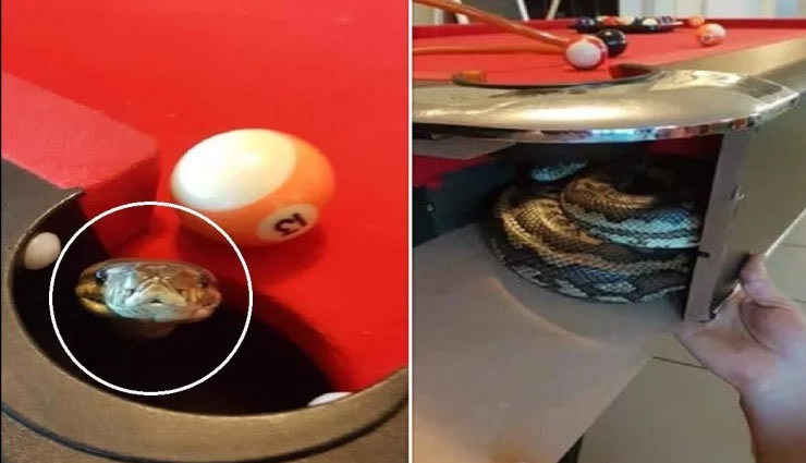 जब पूल टेबल की पॉकेट से निकला अजगर, भागे खिलाड़ी