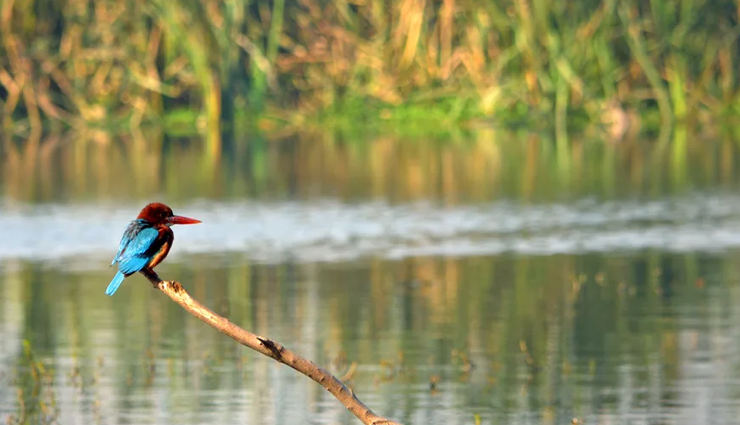 fun filled places in delhi,places to visit with kids,kids places in delhi,picnic places in delhi,delhi,national zoological park,rail museum delhi,botanix nature resort,camp wild dhauj,okhla bird sanctuary