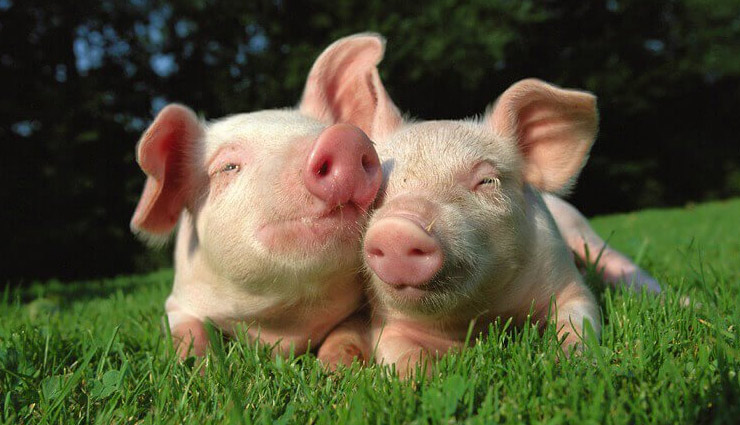 most smartest animals in the world,most intelligent animals in the world,smart animals,animals,veined octopus,squirrel,pig,chimpanzee,orangutan