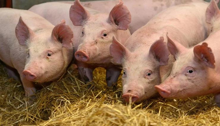 astrology tips,astrology tips in hindi,inauspicious work,cutting the way by animal