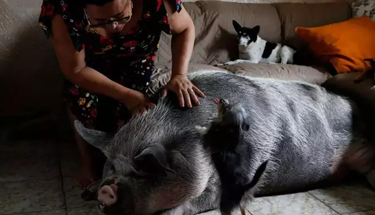 piglet,pet piglet weight,pet pig weight 250 kg,weird news