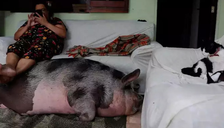 piglet,pet piglet weight,pet pig weight 250 kg,weird news