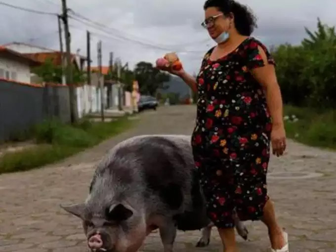 piglet,pet piglet weight,pet pig weight 250 kg,weird news
