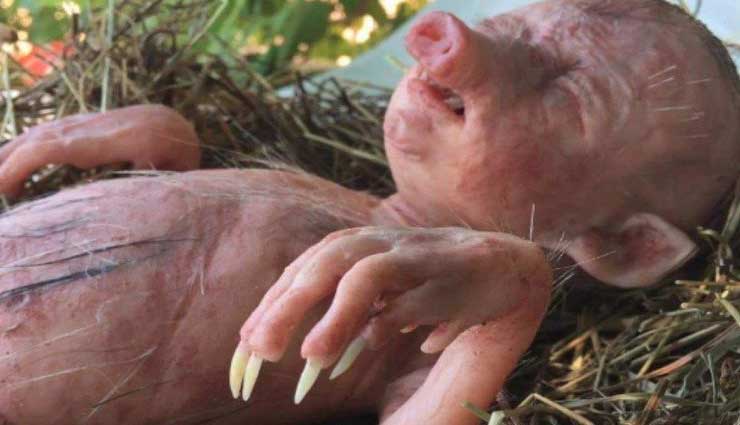 OMG !! सूअर ने दिया इंसान जैसे बच्चे को जन्म, तस्वीर देखने के बाद भी यकीन करना होगा मुश्किल