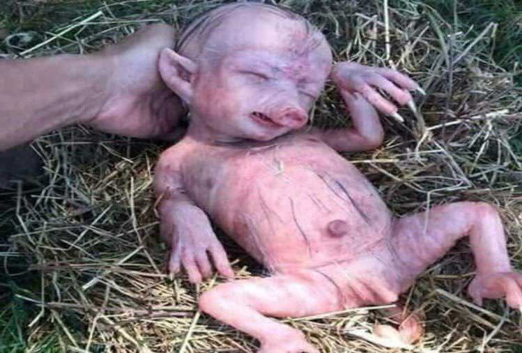 weird story,pig,man baby,siddipet district