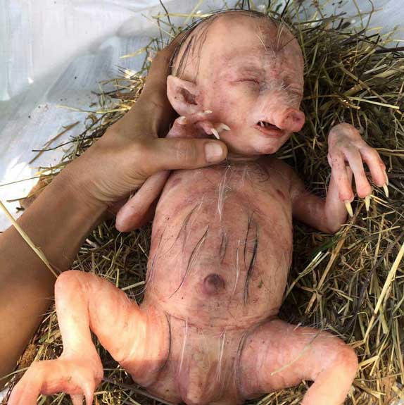 weird story,pig,man baby,siddipet district
