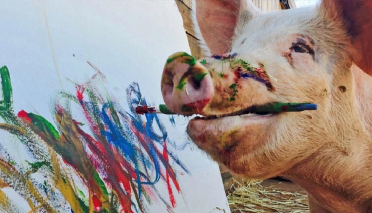 पेंटर है ये सुअर, बनाती है गजब की पेंटिंग, बिकती है लाखों में south africa,painter pigcasso,money by painting,pig painter,weird story,weird news,omg,omg news