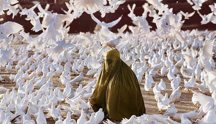 coronavirus,lockdown,afghanistan,pigeon