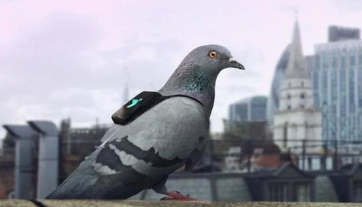 weird news,weird incident,fir against pigeon