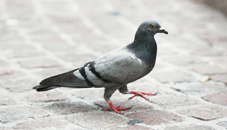 अनोखा मामला जहां एक कबूतर के खिलाफ दर्ज की गई एफआईआर, कारण कर देगा हैरान