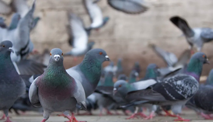 लॉकडाउन में कबूतरों को दाना खिलाना भारी पड़ा 2 युवकों को, पुलिस ने किया गिरफ्तार