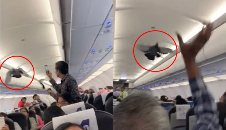 जब विमान के अंदर कबूतर ने भरी उड़ान, यात्रियों में मची हलचल, वीडियो वायरल