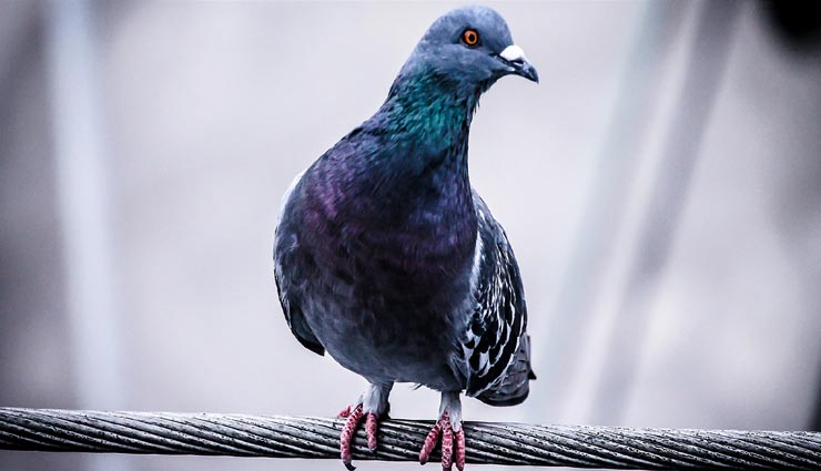 जयपुर : दिखाई दिया निगम का मानवीय चेहरा, कबूतर की जान बचाने के लिए किया 132 केवी लाइन का शटडाउन