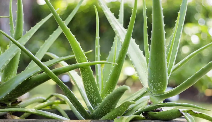 home remedies for pigmentation,reduce pigmentation naturally,pigmentation treatment at home,how to remove pigmentation,diy remedies for pigmentation,natural ways to lighten pigmentation,skin pigmentation home remedies,best home treatment for pigmentation,remove dark spots naturally,herbal remedies for pigmentation,turmeric for pigmentation,aloe vera for pigmentation,lemon juice for pigmentation,pigmentation removal tips,even skin tone naturally