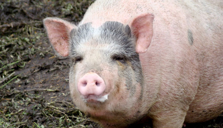 pigs,pigs sperm sells,breeding of pigs,being tampered,cambodia ,सूअर, सूअर का स्पर्म बेचना, ब्रीड से छेड़छाड़, सूअर से छेड़छाड़, कम्बोडिया 