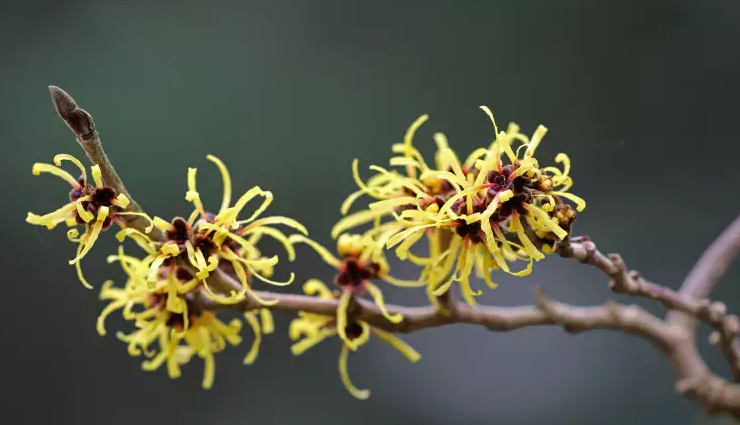 home remedies for piles,piles,Health tips,fitness tips