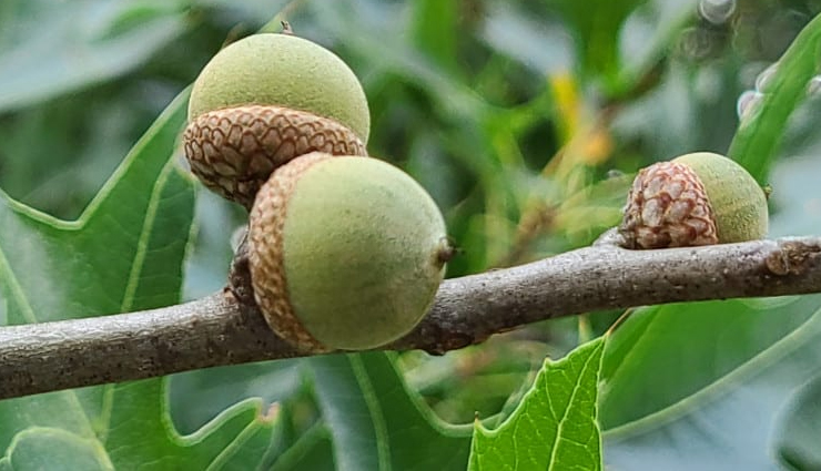acorn types and varieties,different kinds of acorns to recognize,acorn classifications and species,acorn diversity: types to be aware of,identifying various acorn variations,acorn kinds and their characteristics,understanding acorn diversity and types,types of acorns to familiarize with,exploring acorn varieties and classifications,different acorn species and their traits