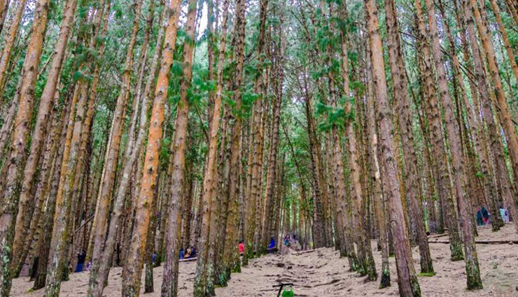 best tourist destinations in kodaikanal,top places to visit in kodaikanal,kodaikanal travel attractions,must-see spots in kodaikanal,kodaikanal hill station attractions,kodaikanal sightseeing places,popular tourist sites kodaikanal,kodaikanal nature attractions,historical sites in kodaikanal,kodaikanal outdoor activities,cultural attractions kodaikanal,kodaikanal adventure spots,best viewpoints in kodaikanal,kodaikanal lakes and waterfalls,kodaikanal trekking trails