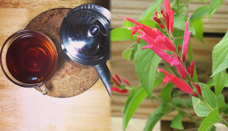 5 Amazing Benefits Of Drinking Pineapple Sage Tea